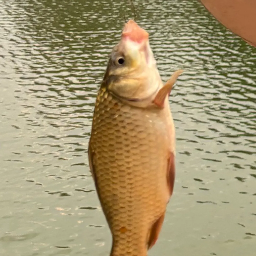 Goldfish caught on Fishbrain