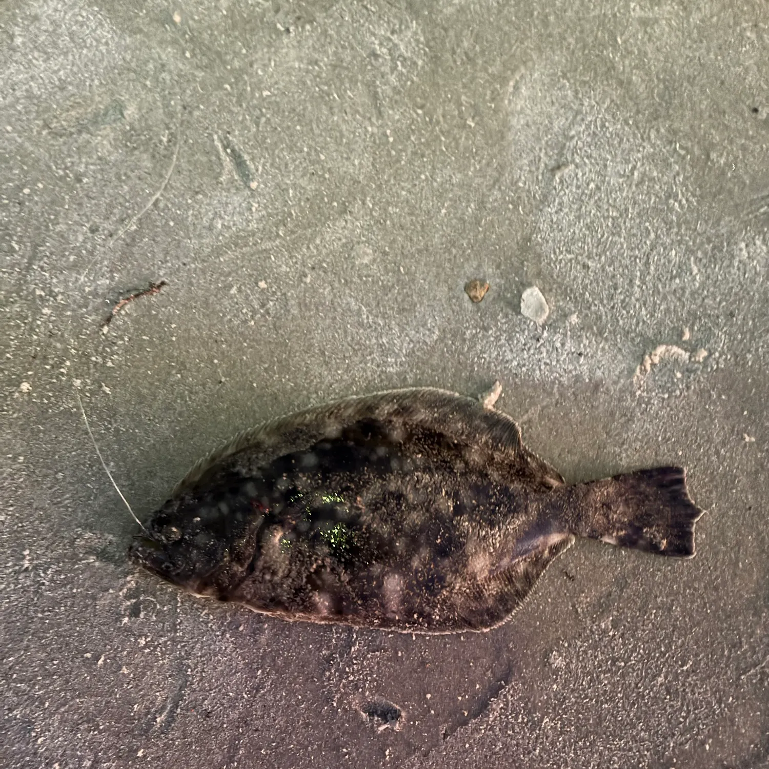 Summer flounder caught on Fishbrain