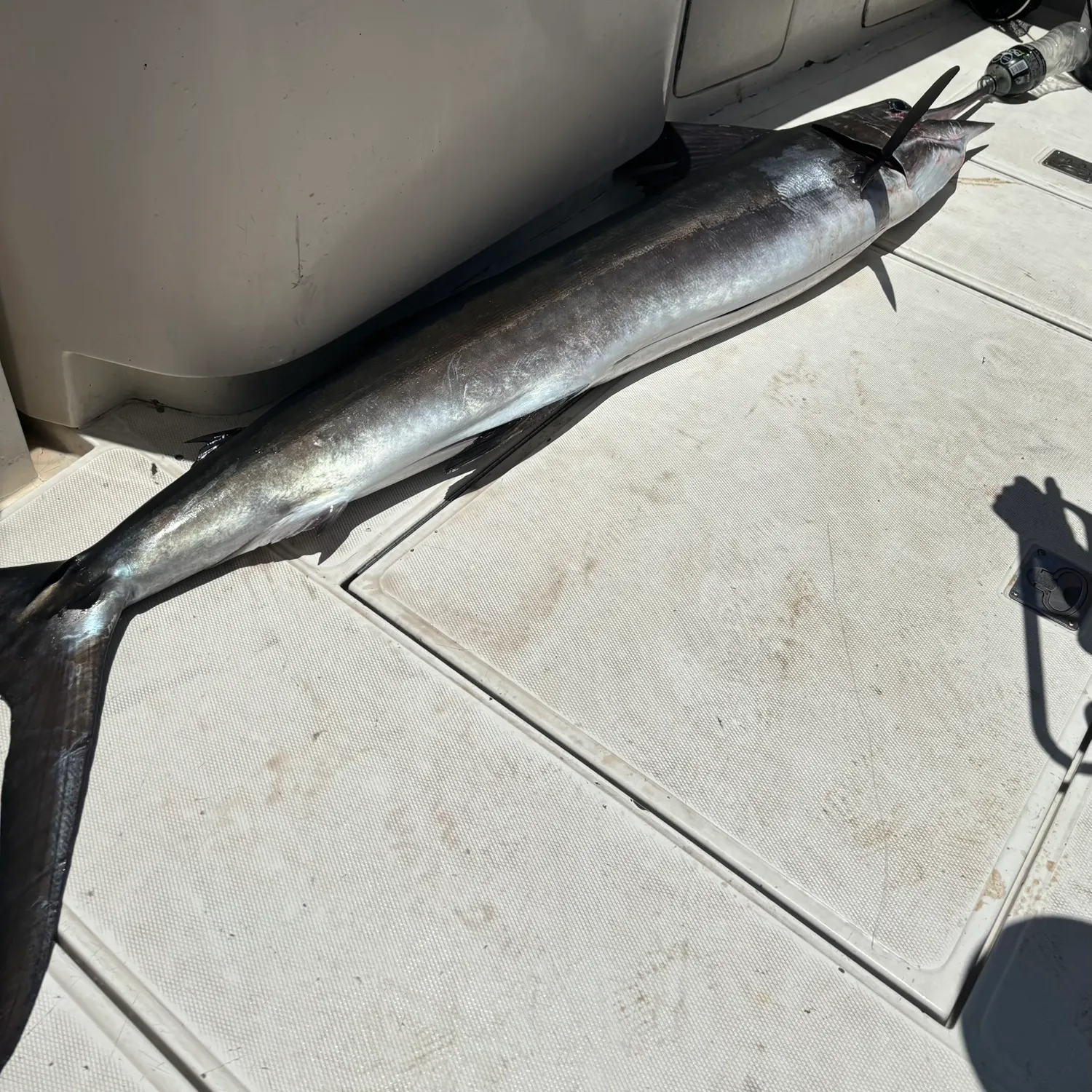 The most recent Striped marlin catches on Fishbrain