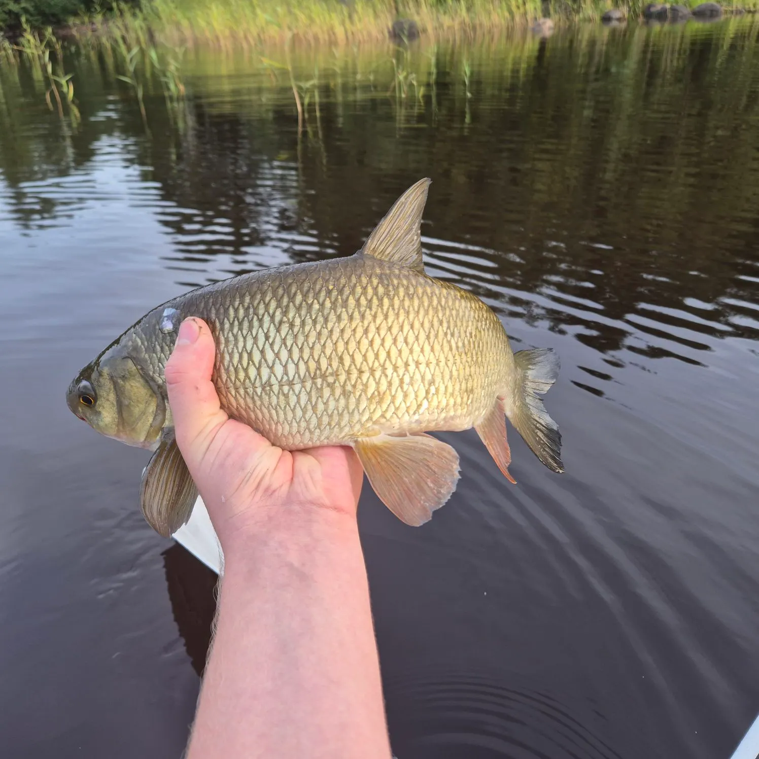 Ide caught on Fishbrain