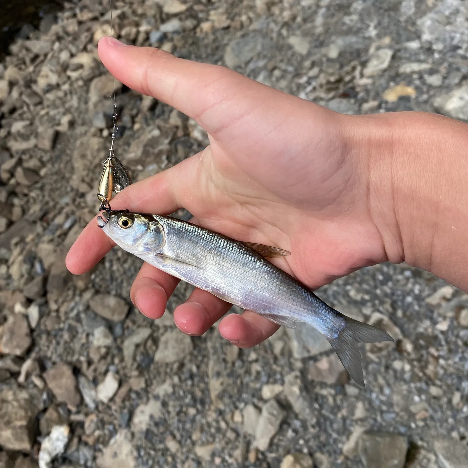 Common bleak caught on Fishbrain