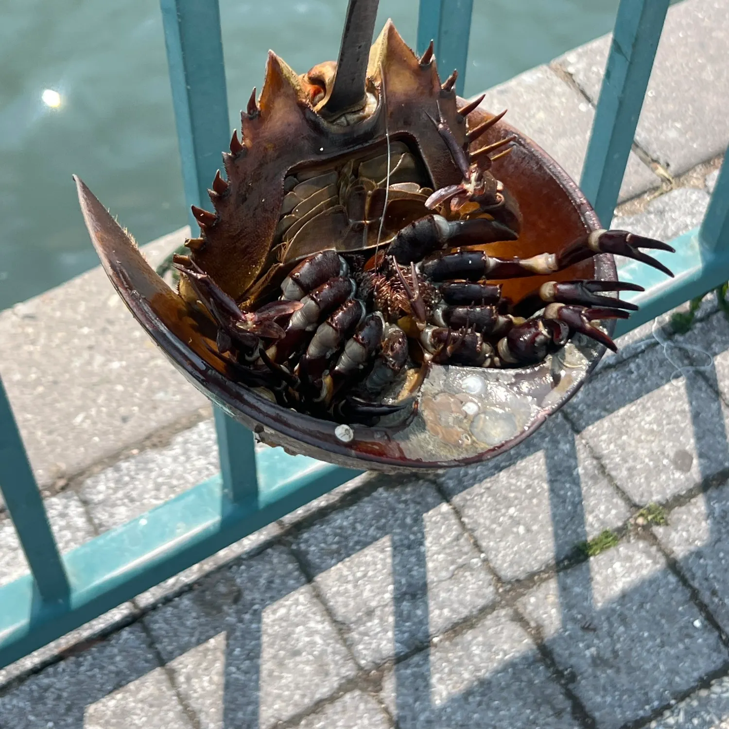 The most recent Atlantic horseshoe crab catches on Fishbrain