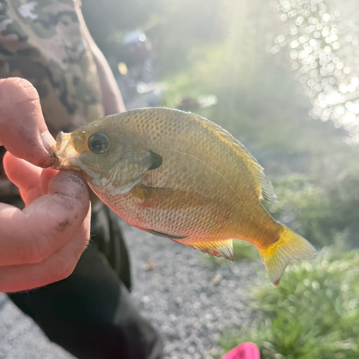 Bluegill caught on Fishbrain