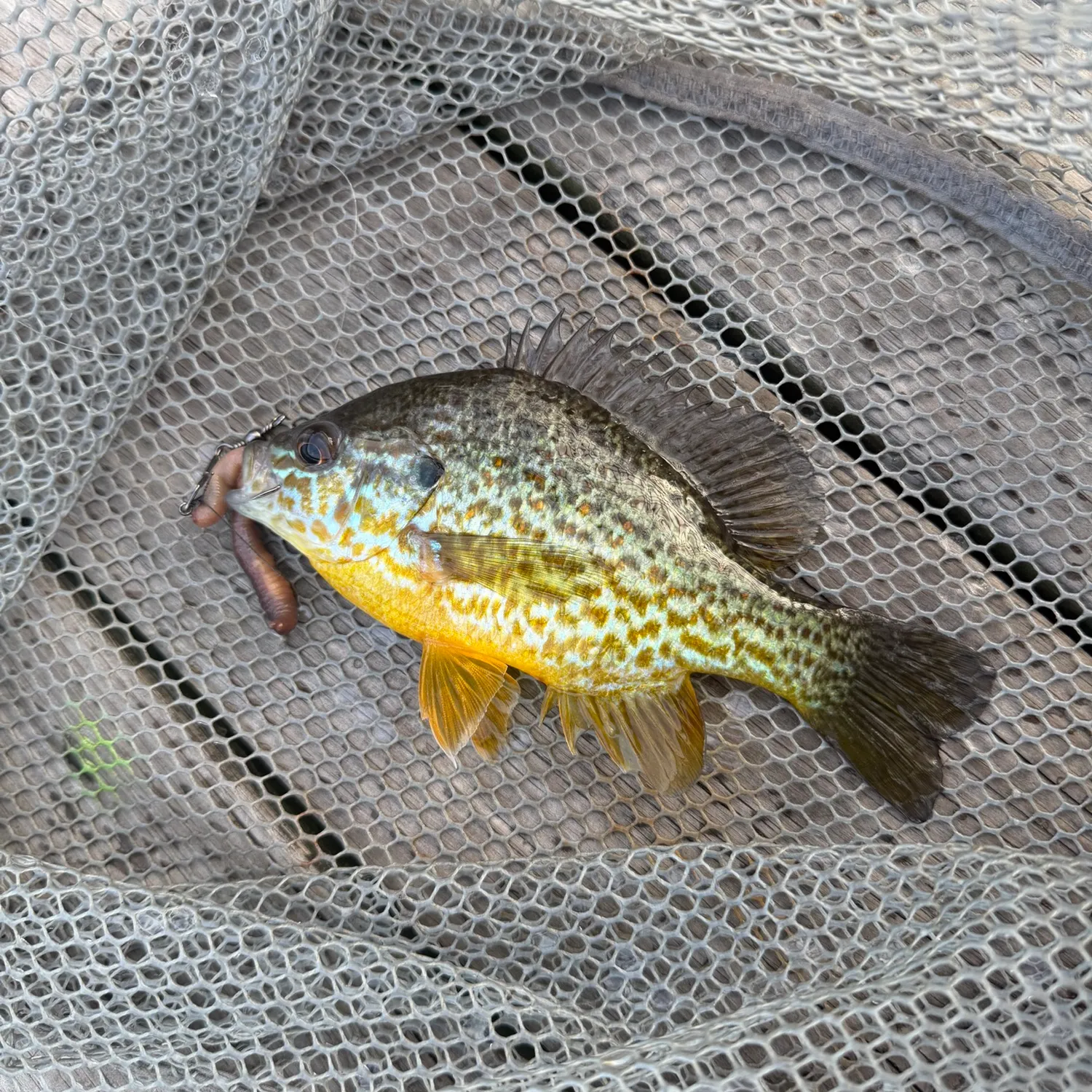 Pumpkinseed caught on Fishbrain