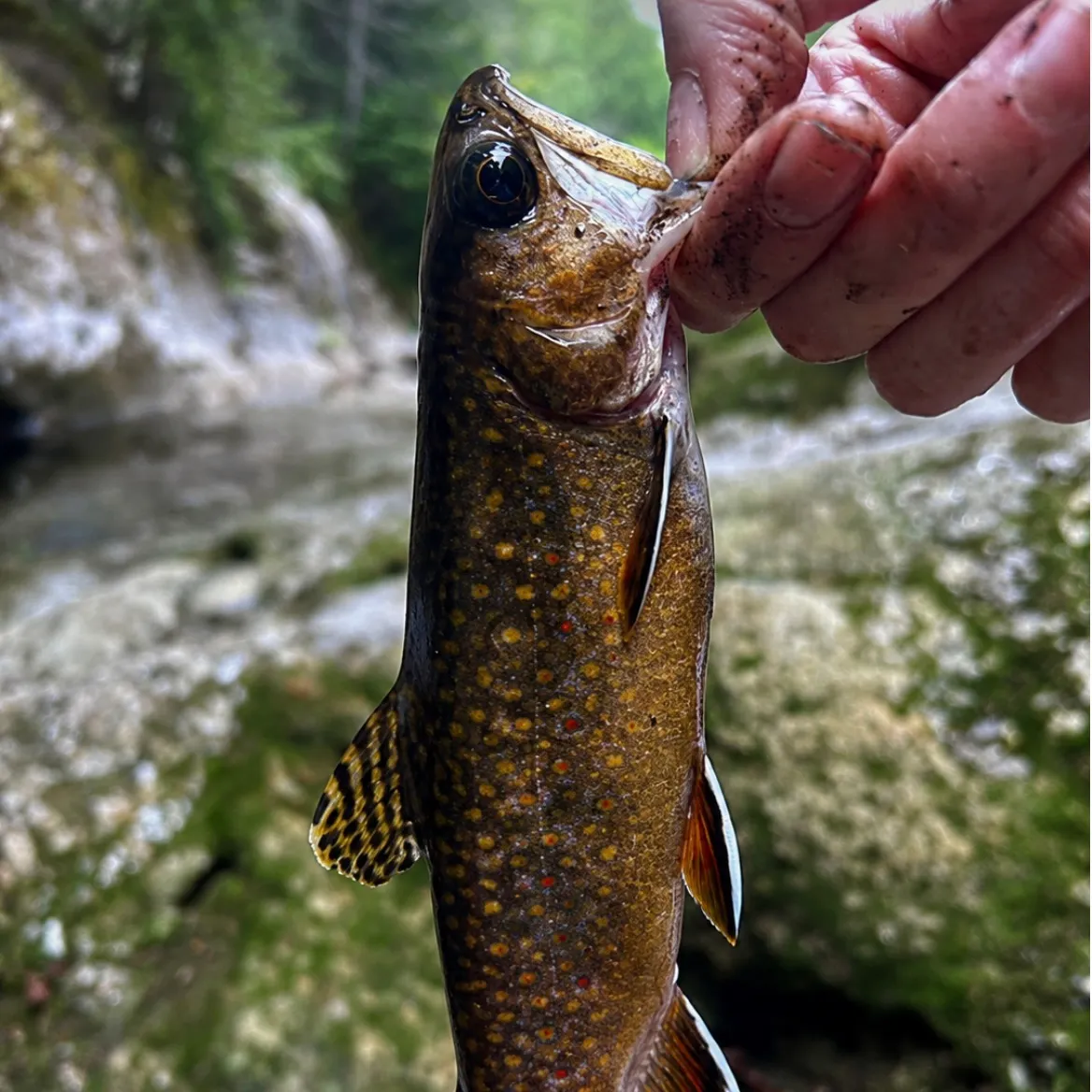 Brook trout caught on Fishbrain