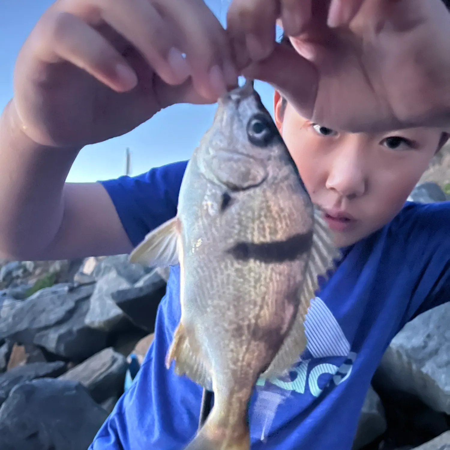 The most recent Sargo catches on Fishbrain