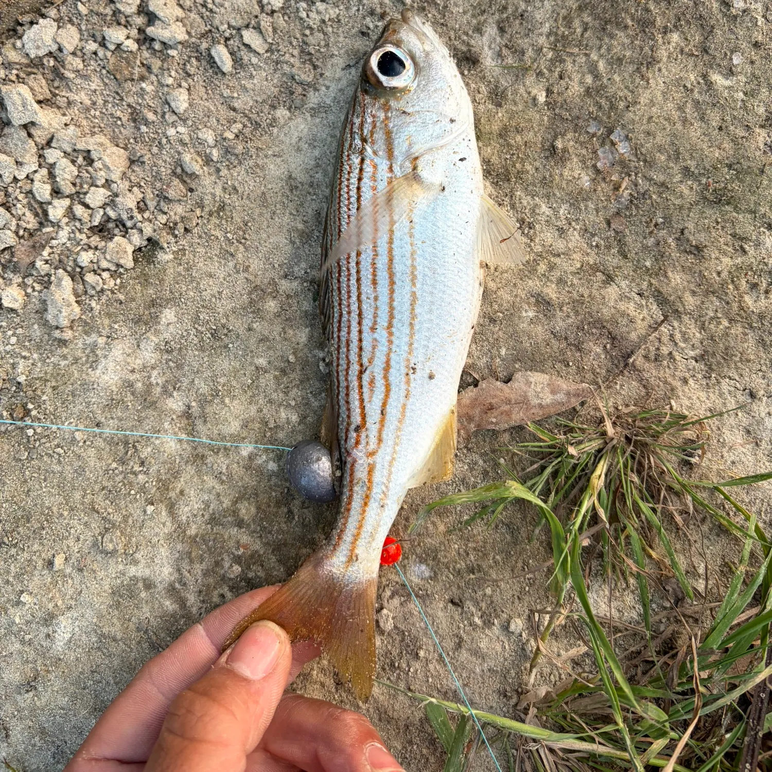 The most recent Salema porgy catches on Fishbrain