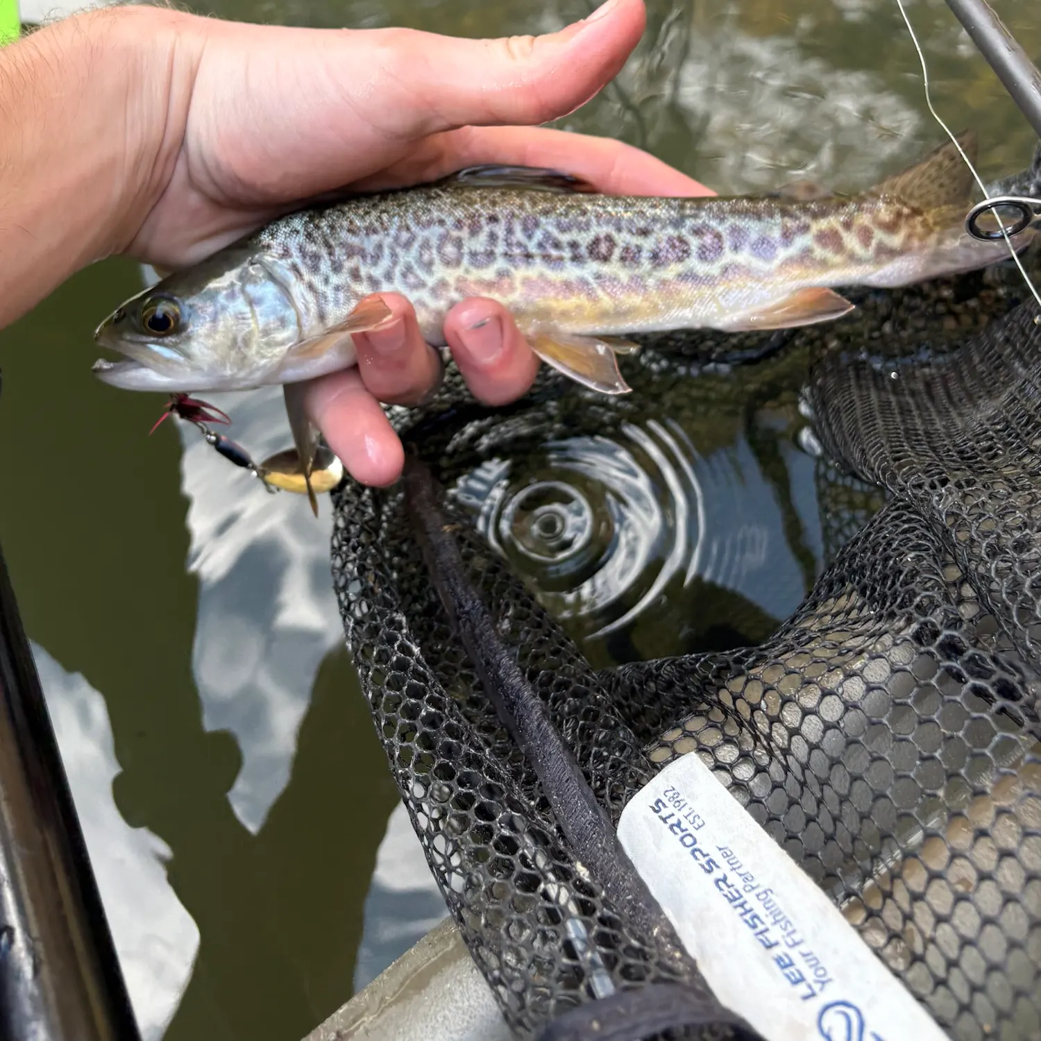 Tiger trout caught on Fishbrain