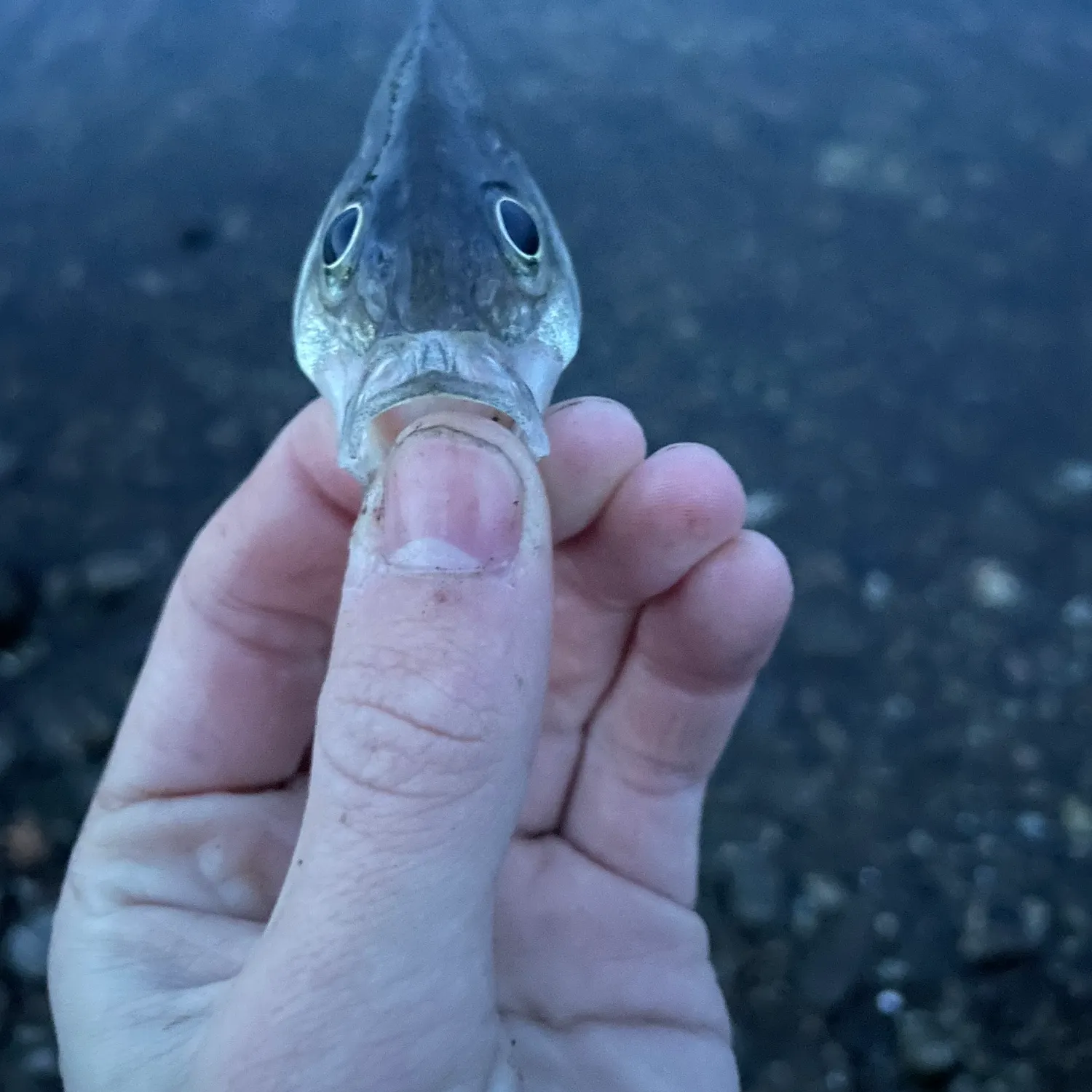 The most recent White perch catches on Fishbrain