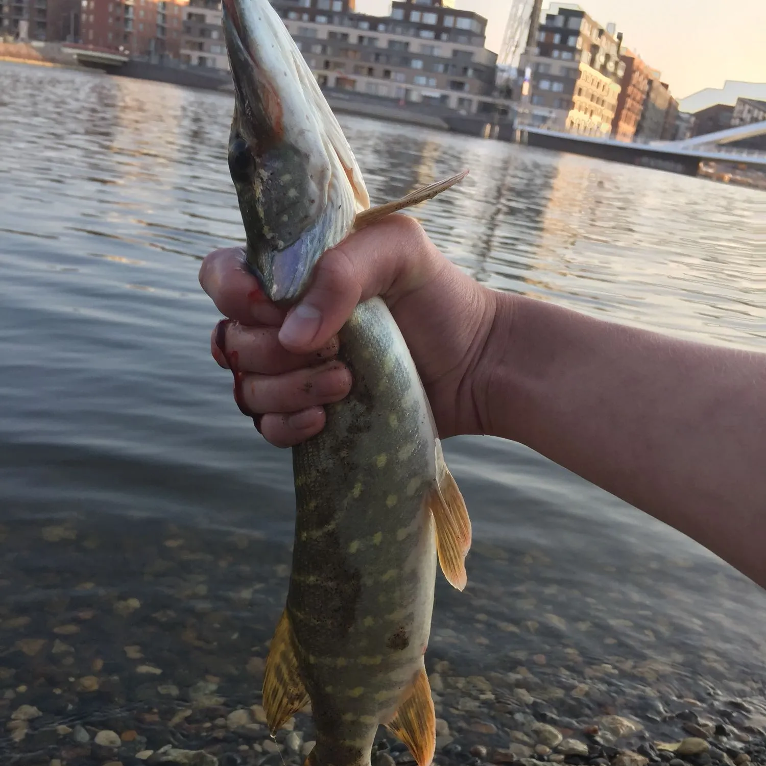 catch