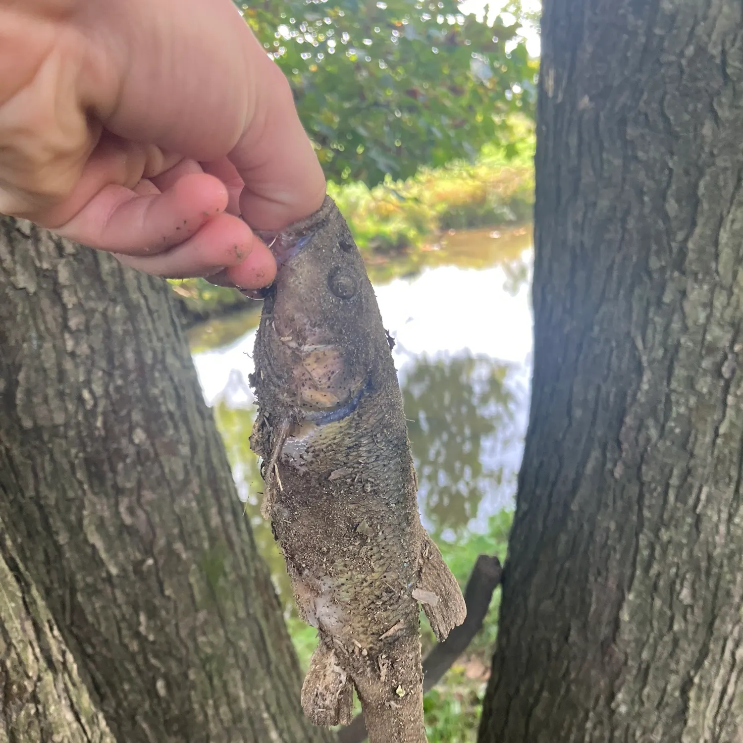 Creek chub caught on Fishbrain