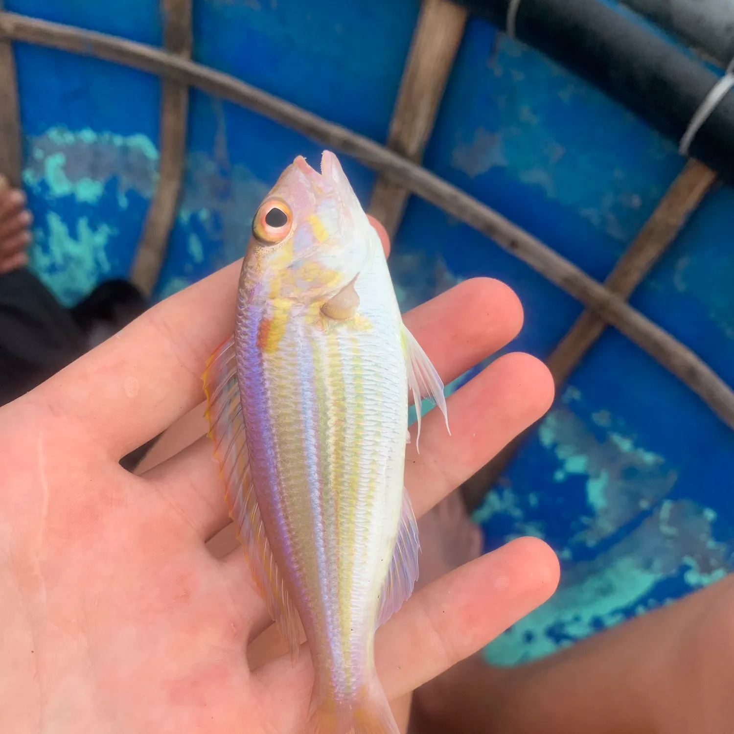 The most recent Yellow-tipped threadfin bream catches on Fishbrain