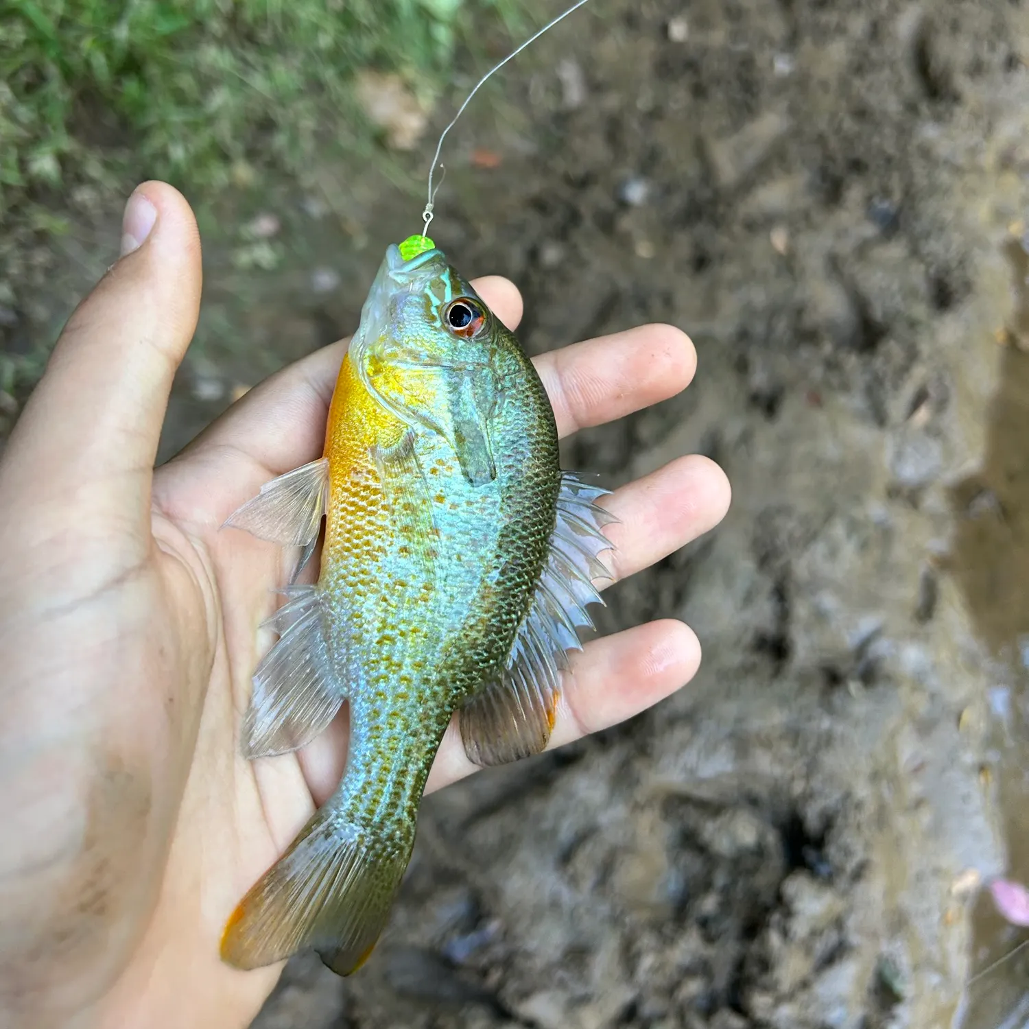 Redbreast sunfish caught on Fishbrain