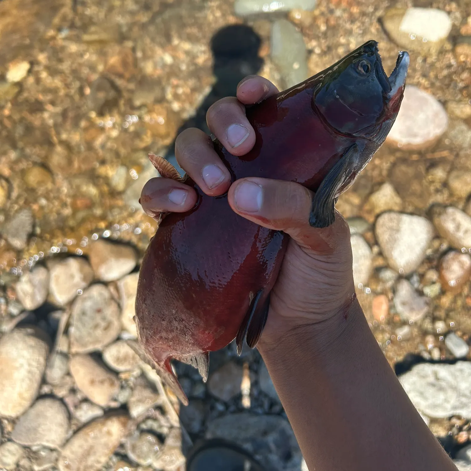 Kokanee salmon caught on Fishbrain