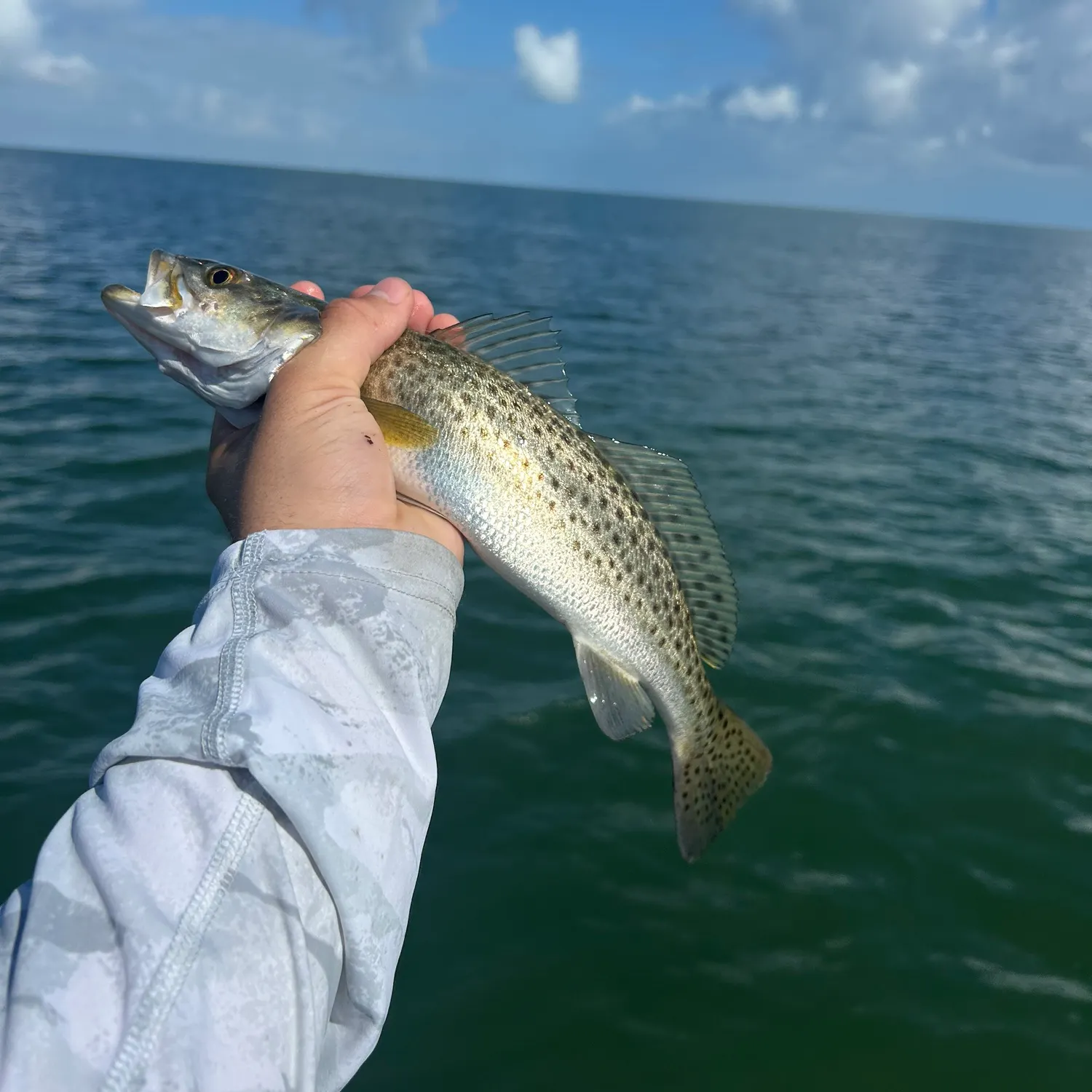Spotted seatrout caught on Fishbrain