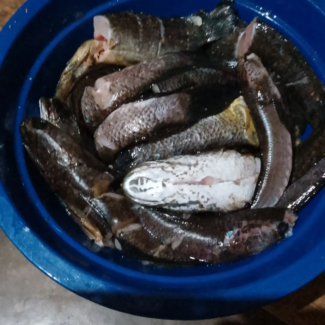 The most recent Striped snakehead catches on Fishbrain