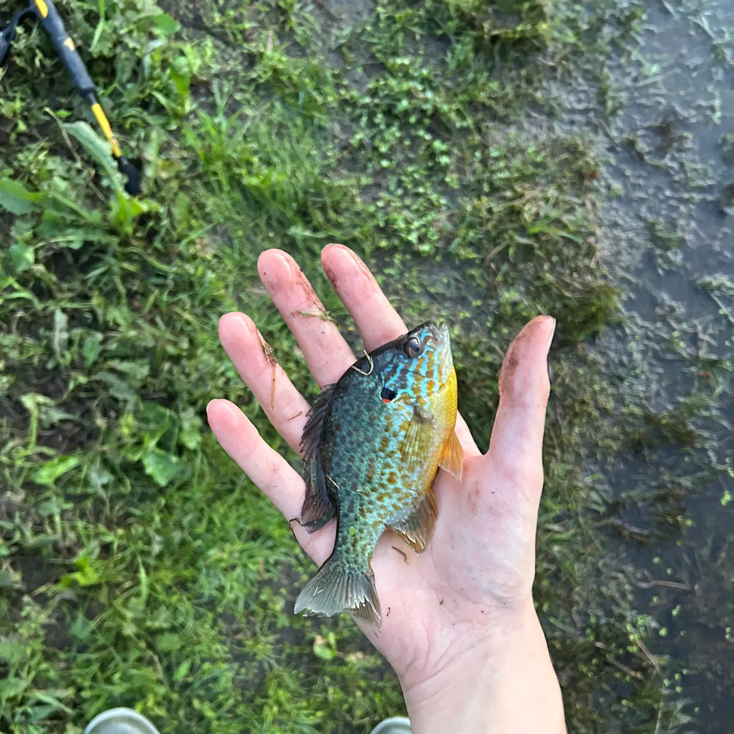 Pumpkinseed caught on Fishbrain