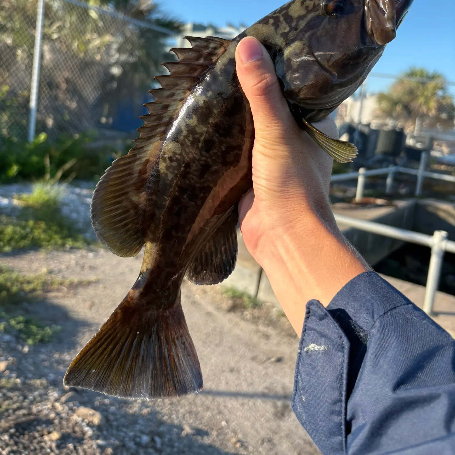 Gag grouper caught on Fishbrain