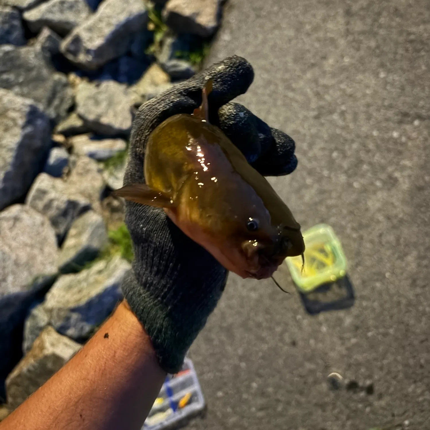 catch