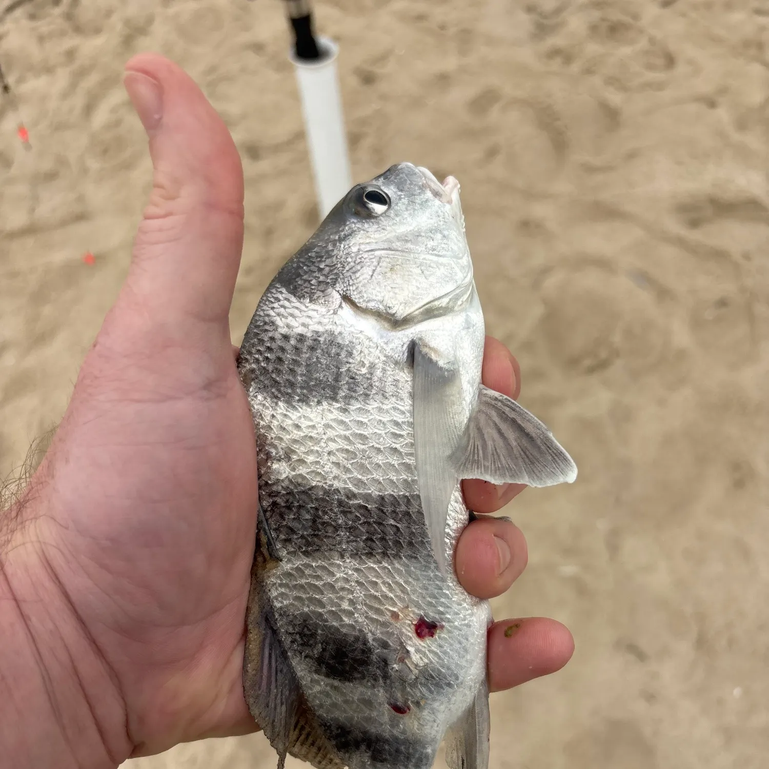 Black drum caught on Fishbrain