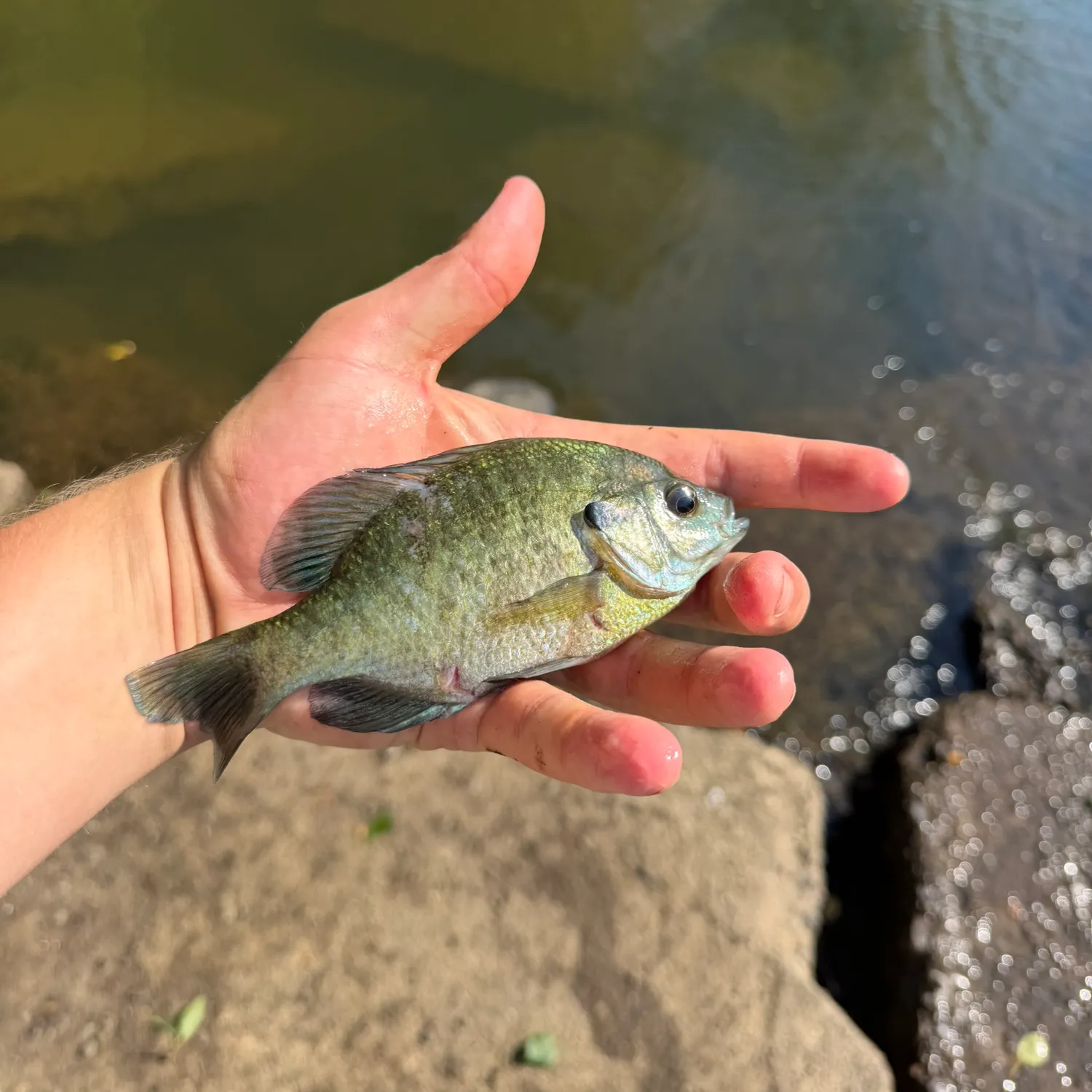 Bluegill caught on Fishbrain