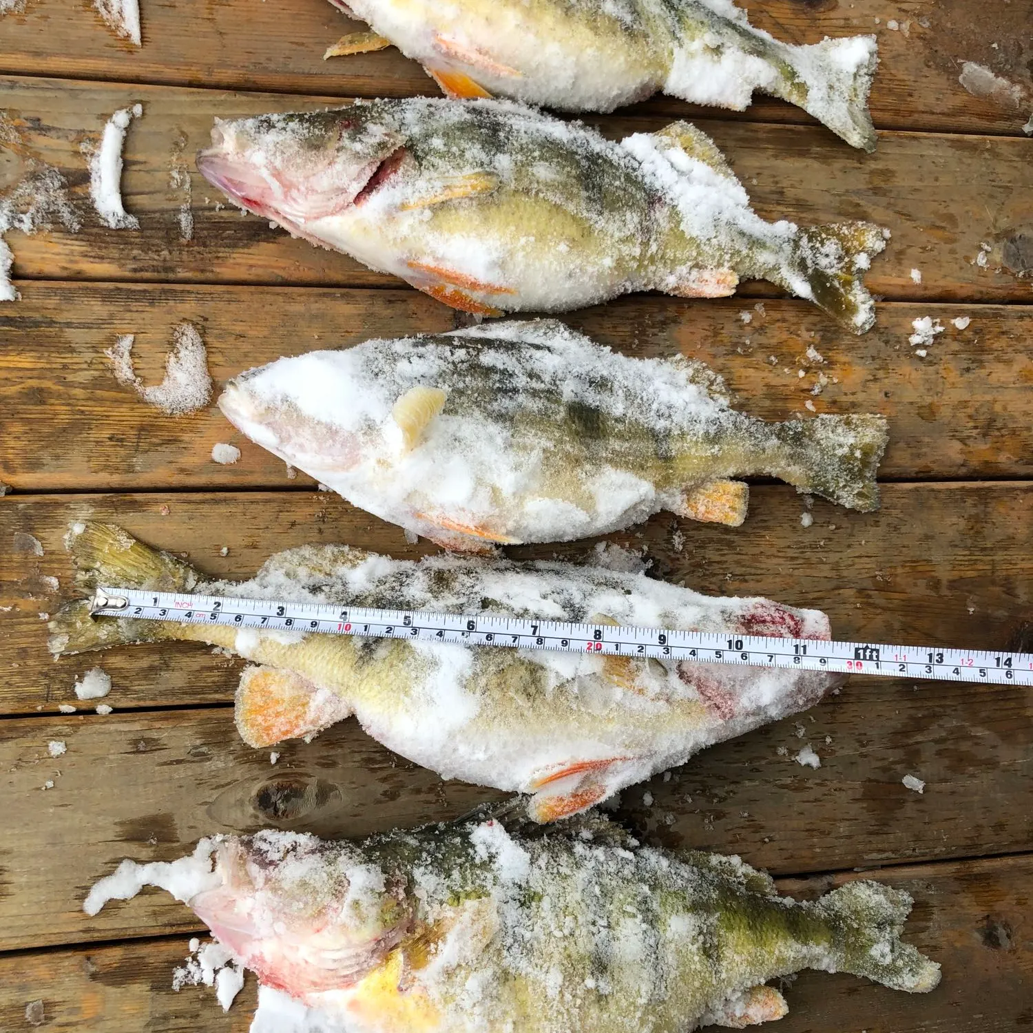 recently logged catches