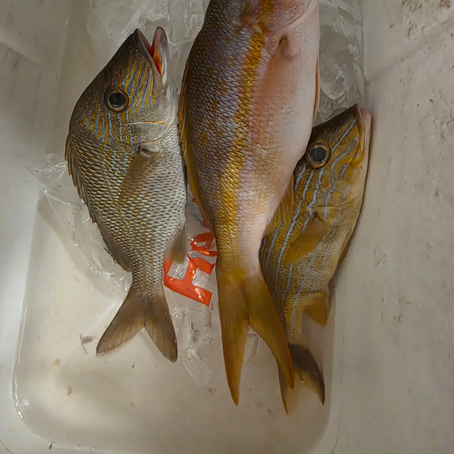 The most recent Yellowtail snapper catches on Fishbrain
