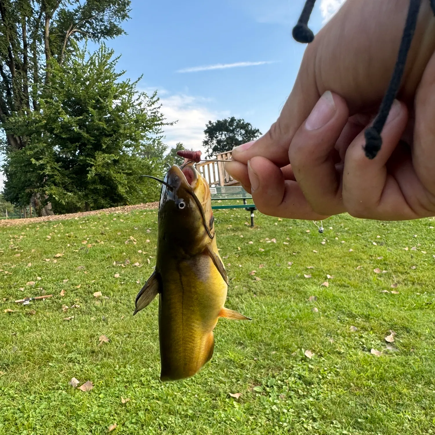 Yellow bullhead caught on Fishbrain