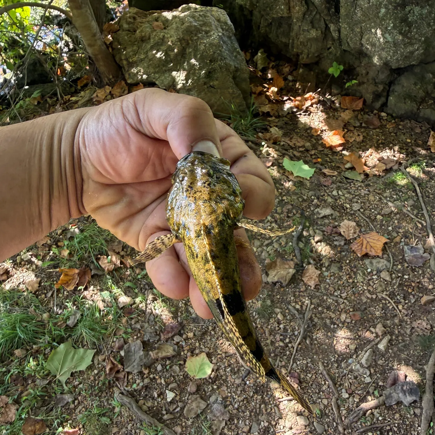 Fish caught on Fishbrain