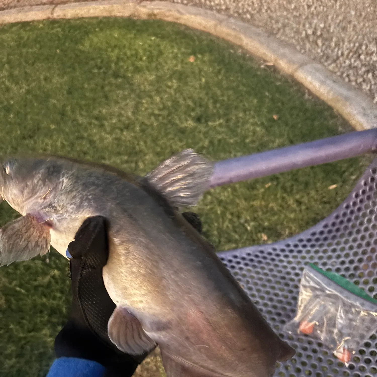 Channel catfish caught on Fishbrain