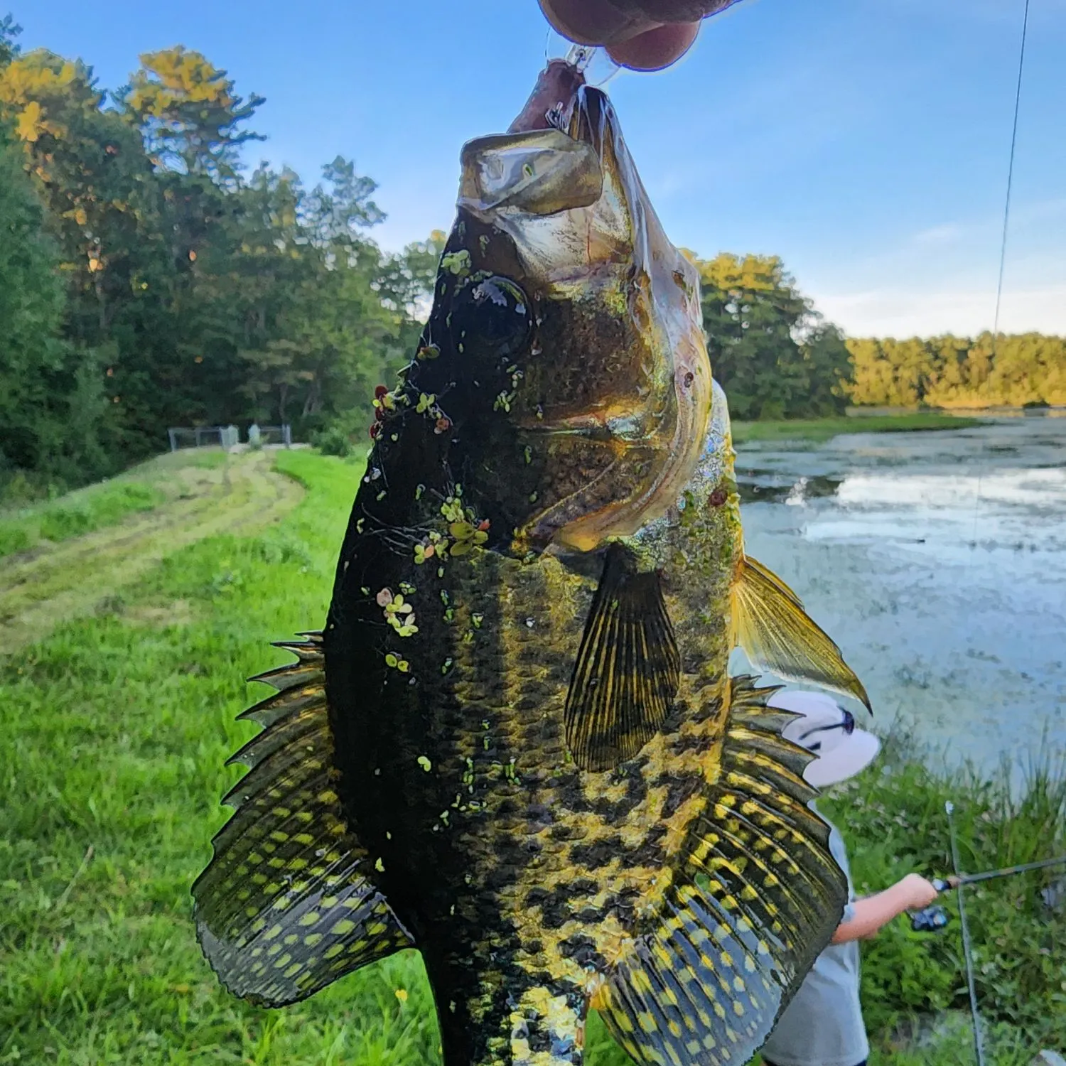 Black crappie caught on Fishbrain
