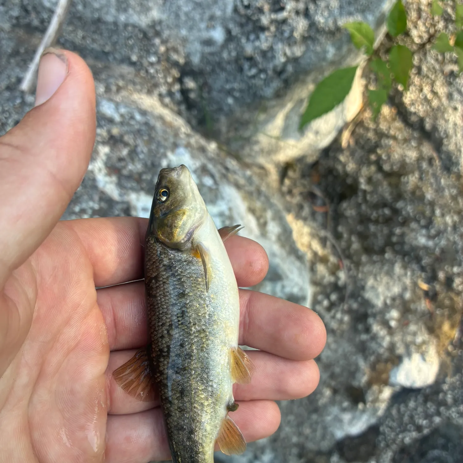 The most recent Arroyo chub catches on Fishbrain