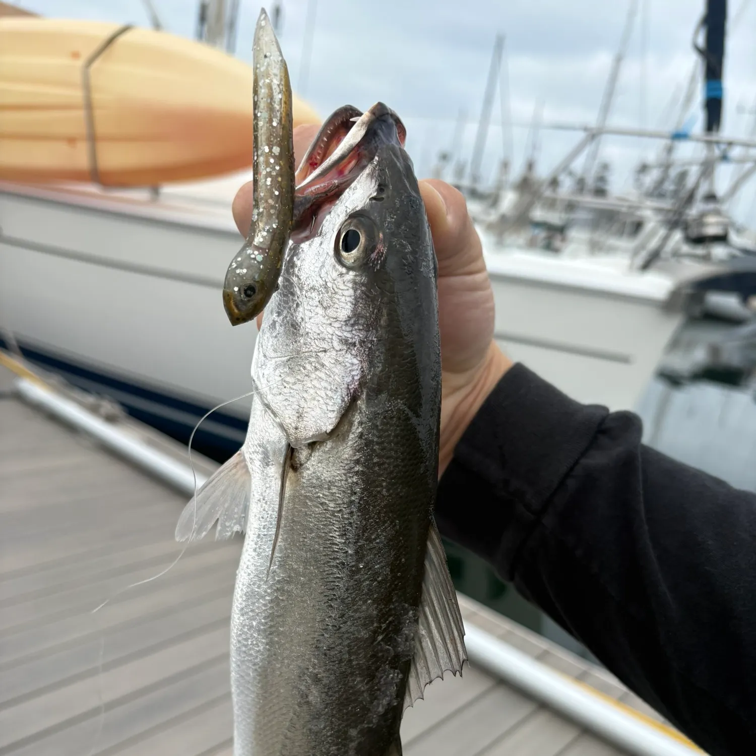 The most recent Shortfin corvina catches on Fishbrain