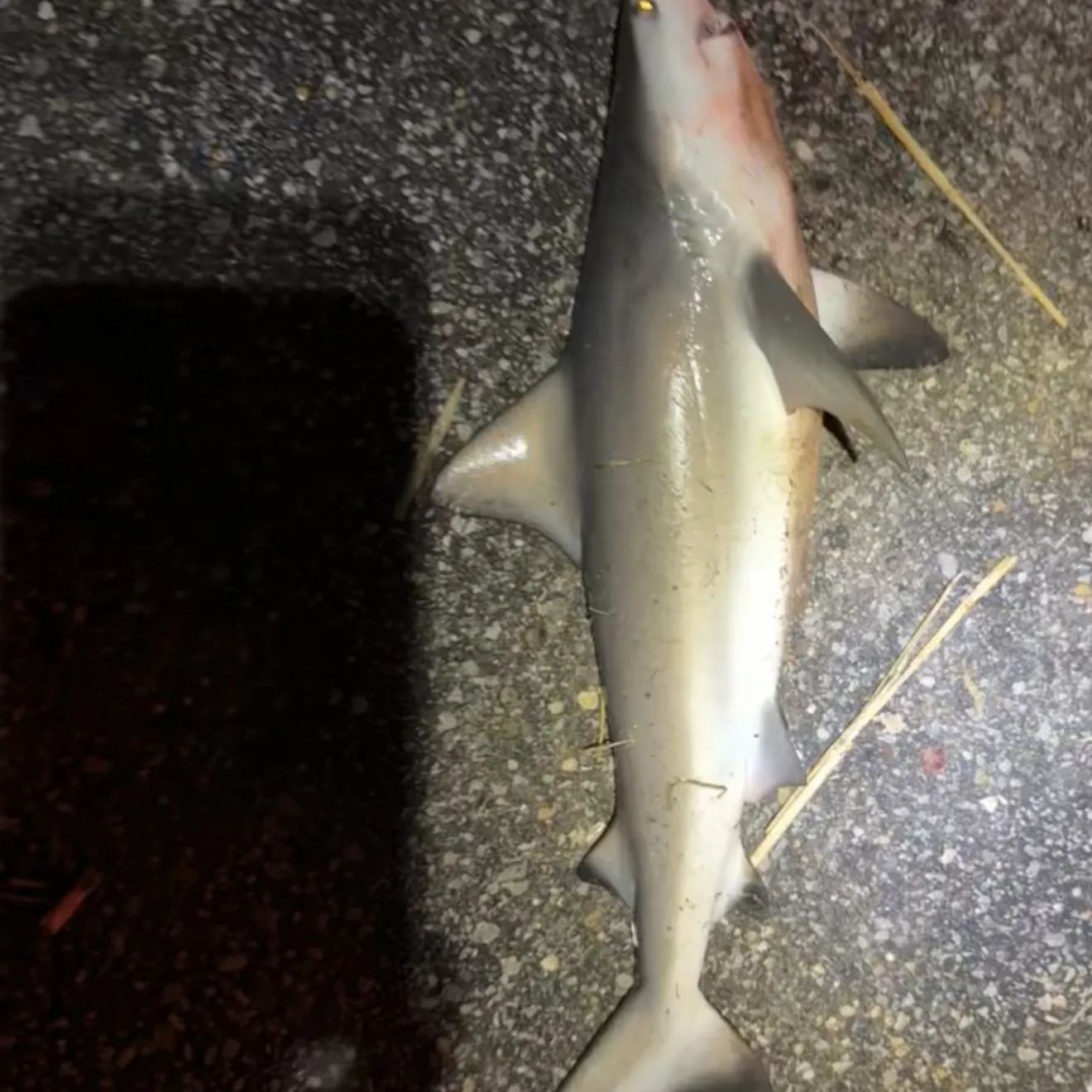 Bull shark caught on Fishbrain