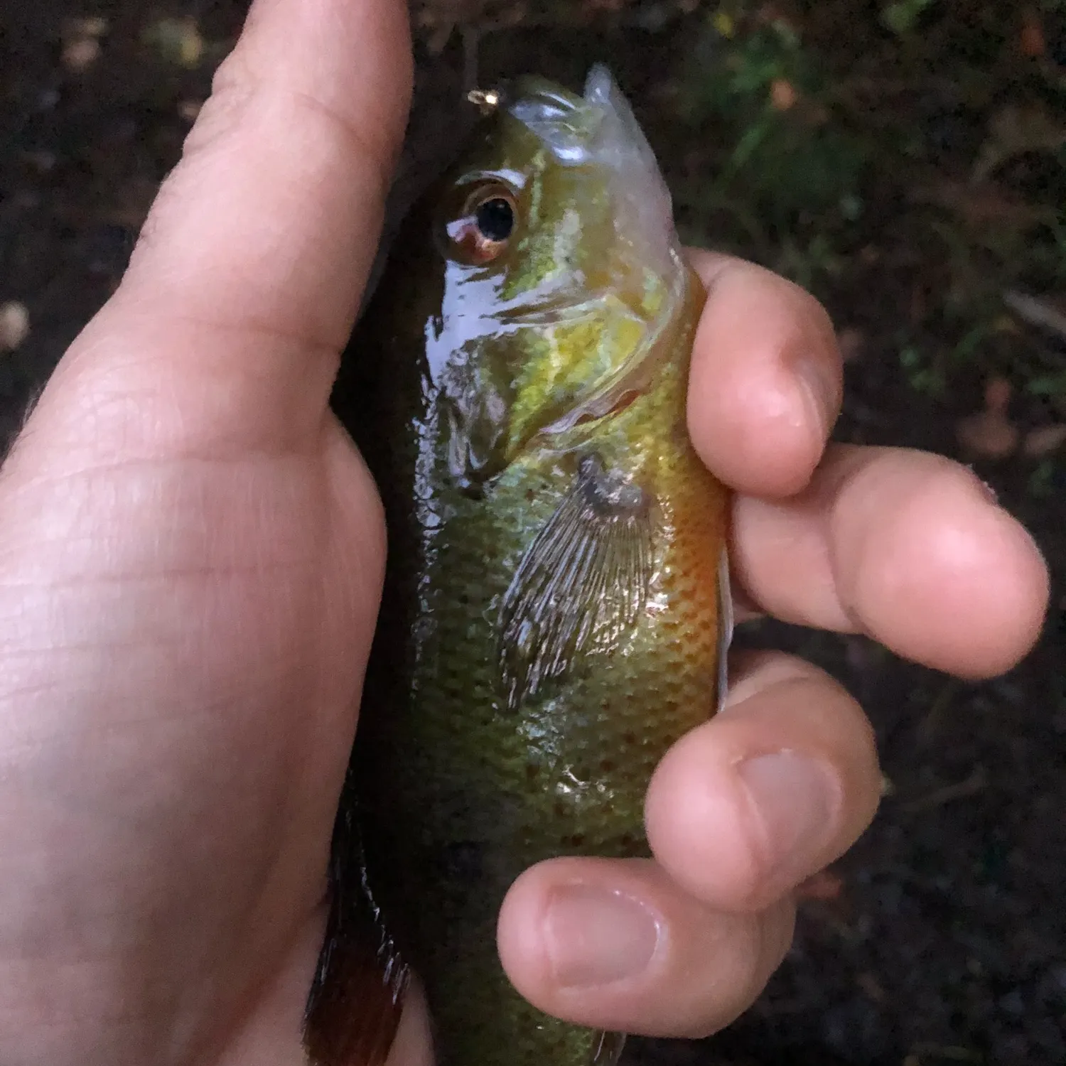 Bluegill caught on Fishbrain