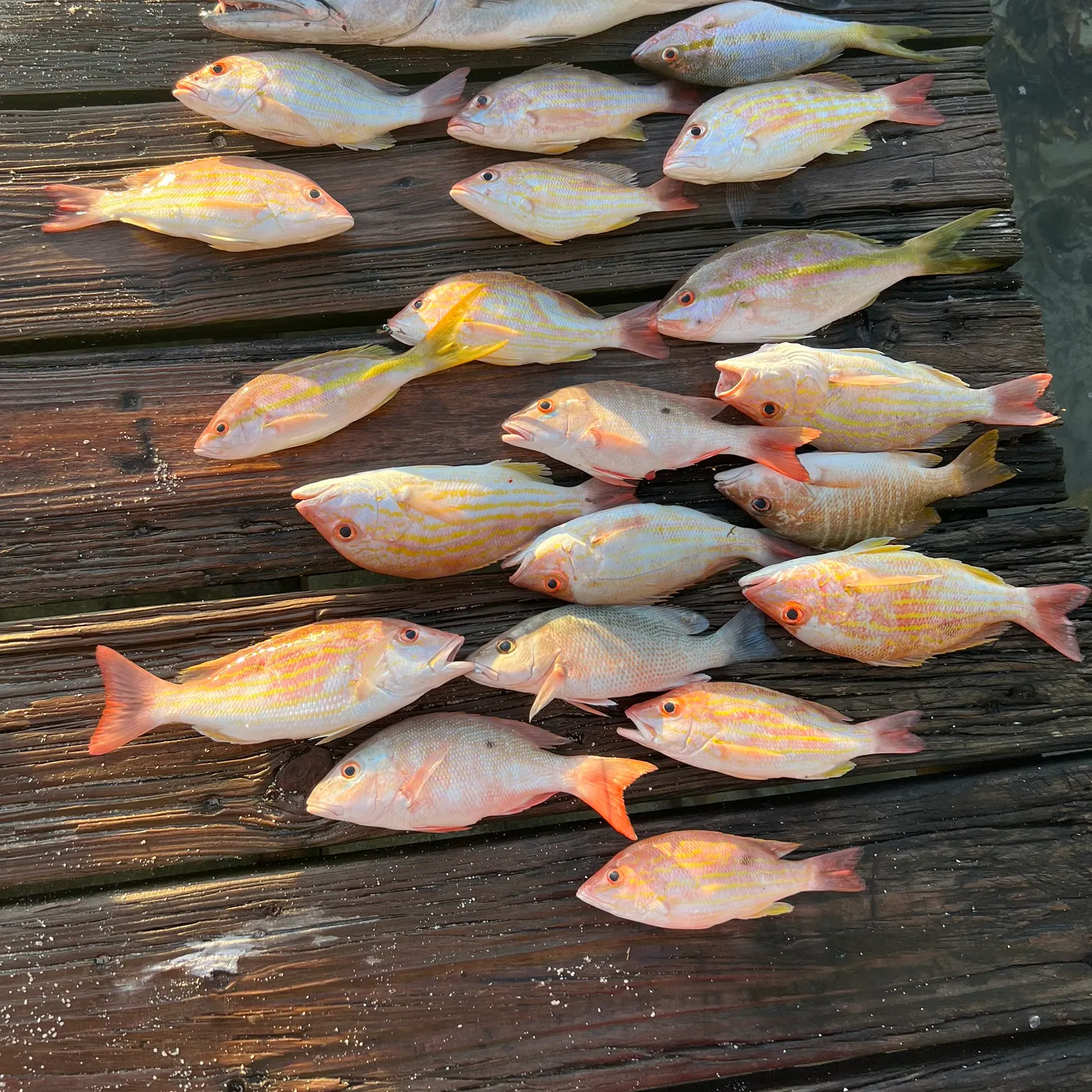 recently logged catches