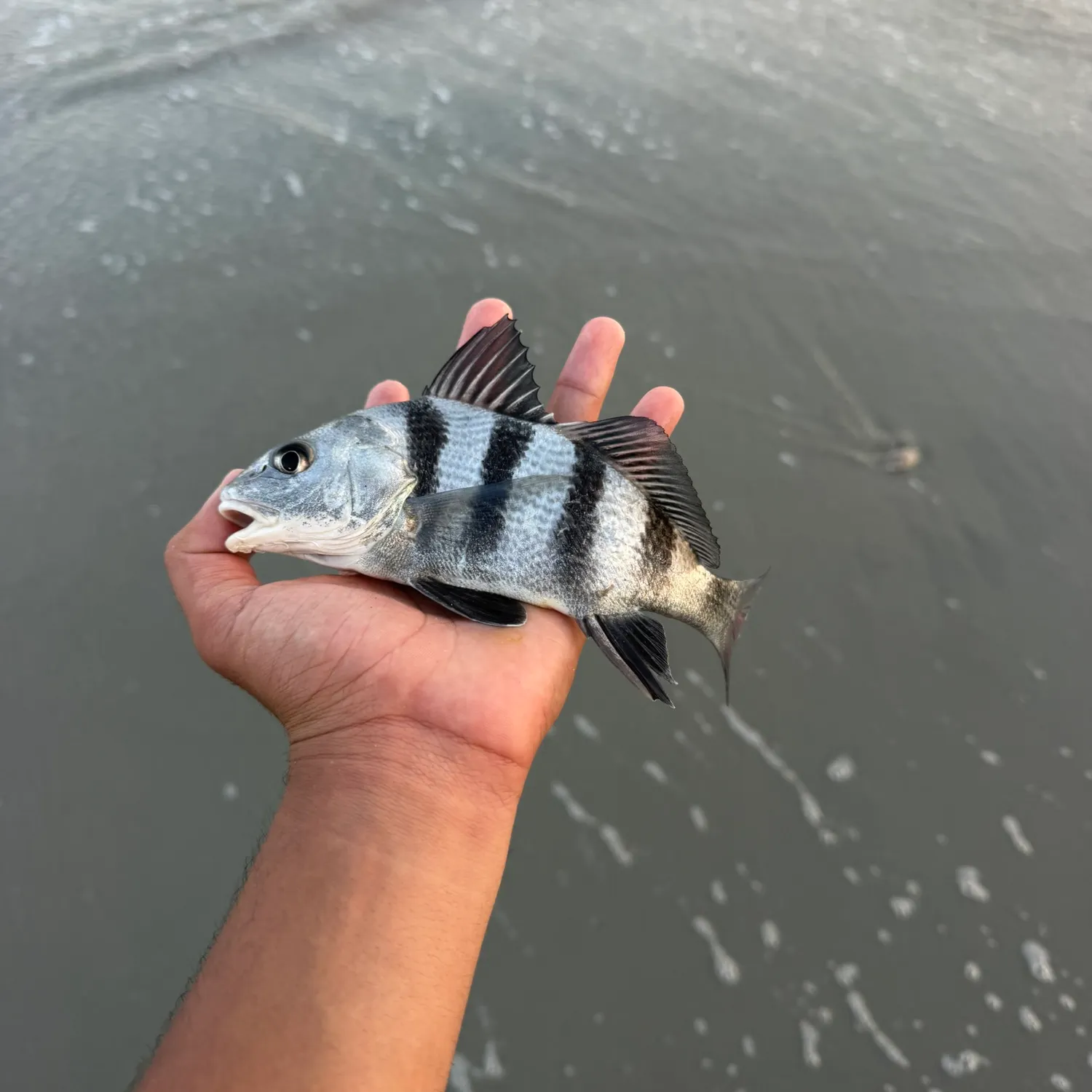Black drum caught on Fishbrain