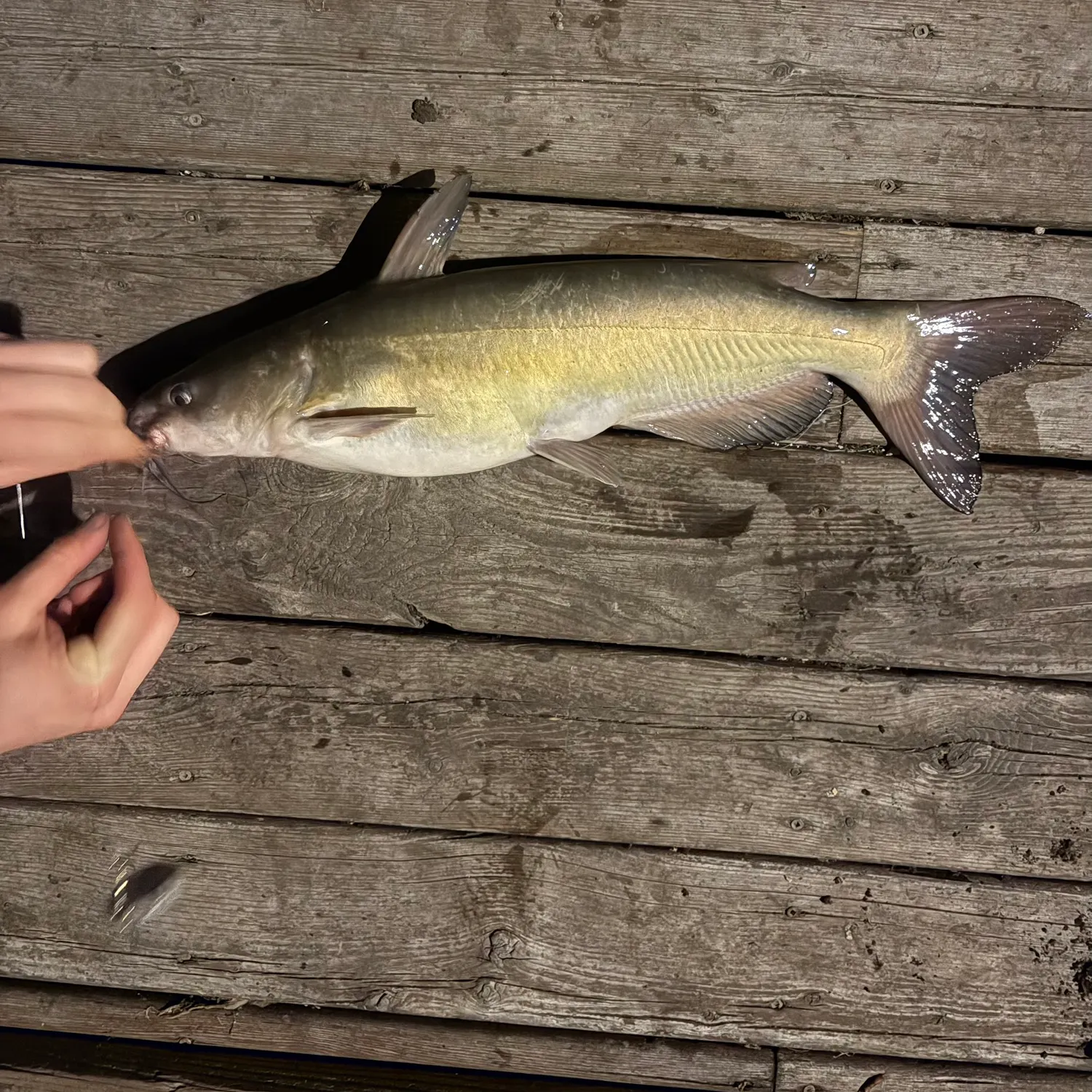 recently logged catches