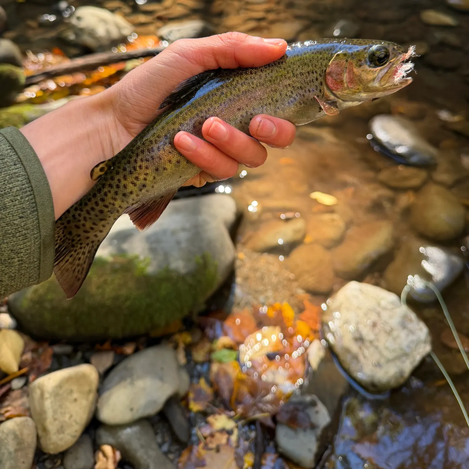 Rainbow trout caught on Fishbrain