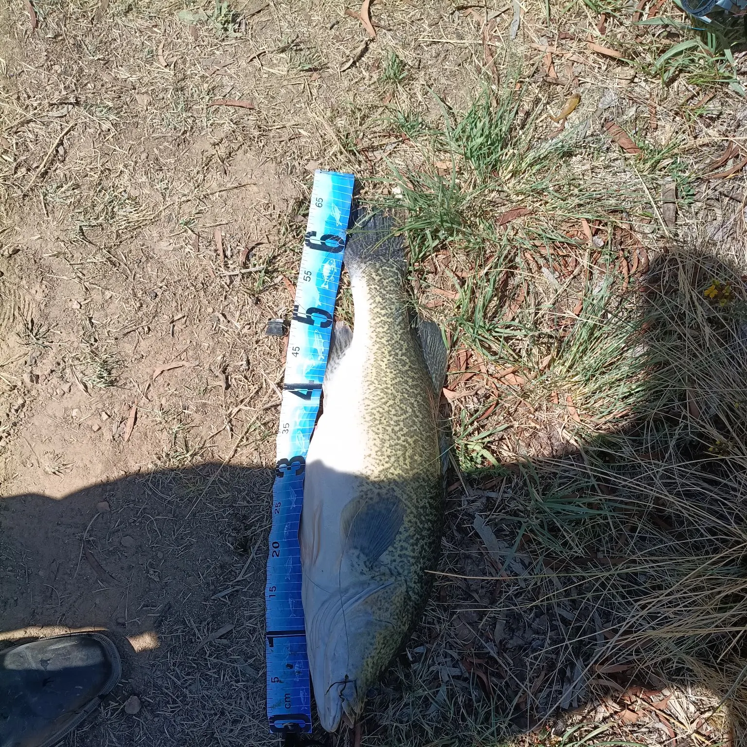 The most recent Murray cod catches on Fishbrain