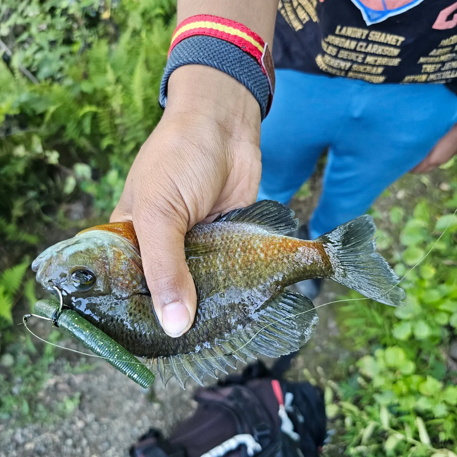 Bluegill caught on Fishbrain