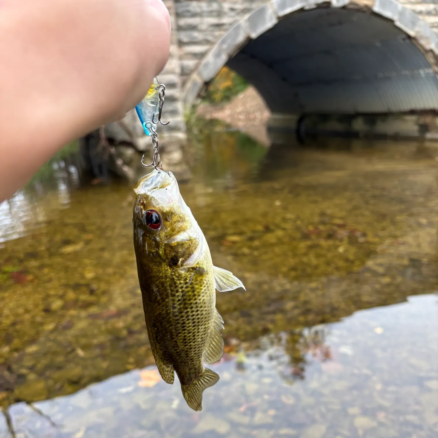Rock bass caught on Fishbrain