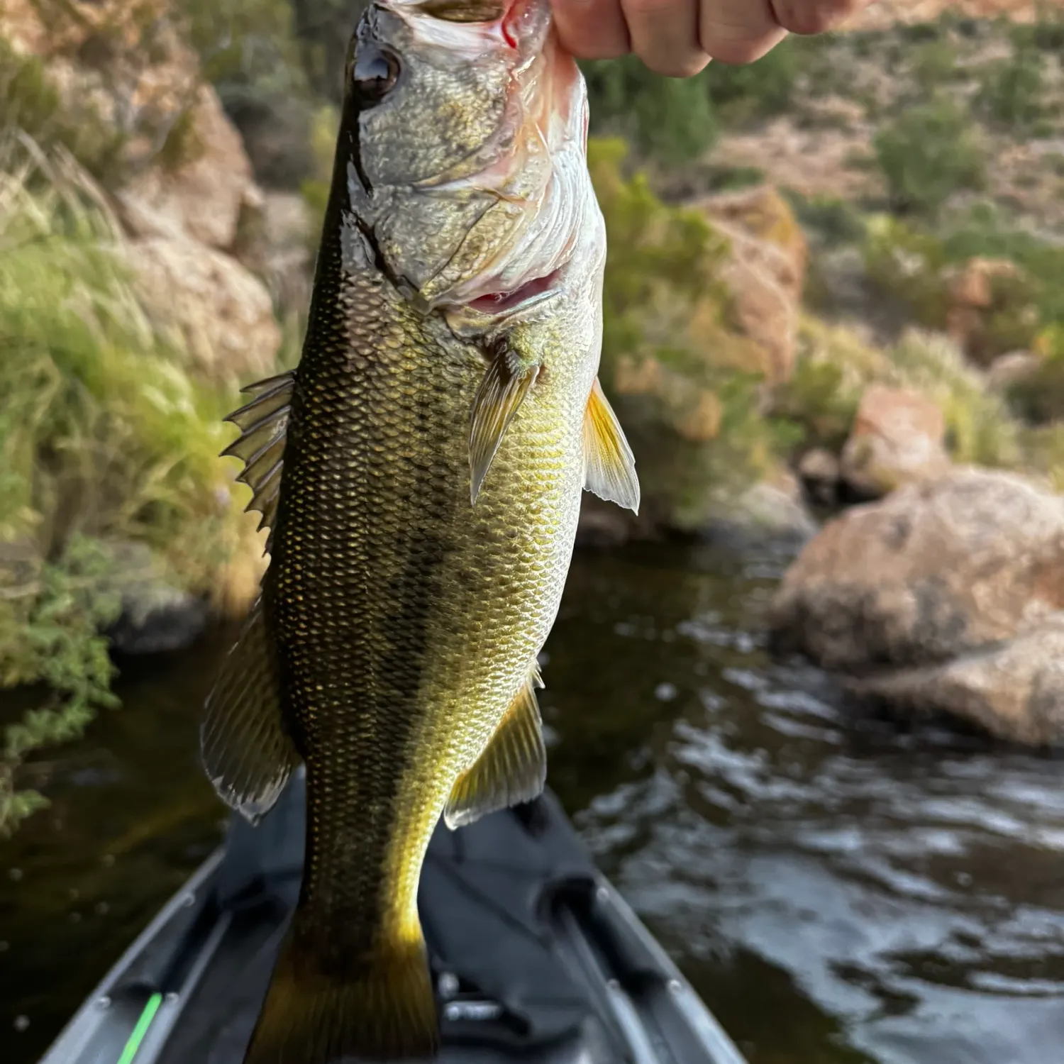 Largemouth bass caught on Fishbrain
