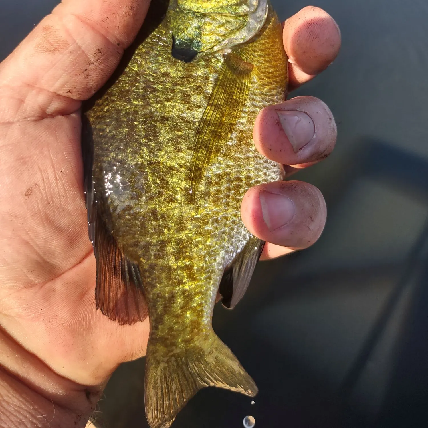 Bluegill caught on Fishbrain