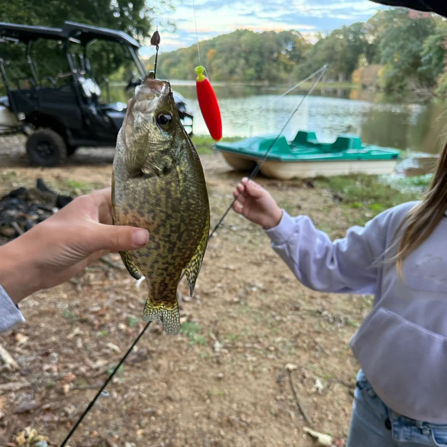 Black crappie caught on Fishbrain