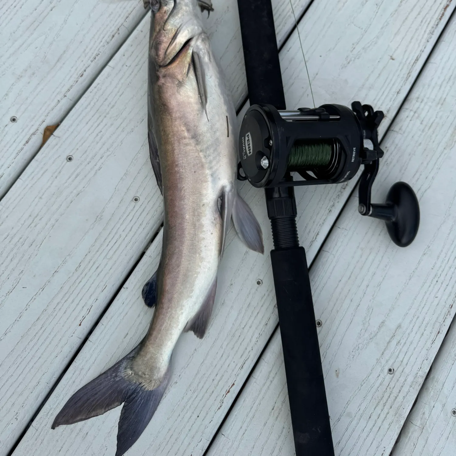 The most recent Gafftopsail sea catfish catches on Fishbrain
