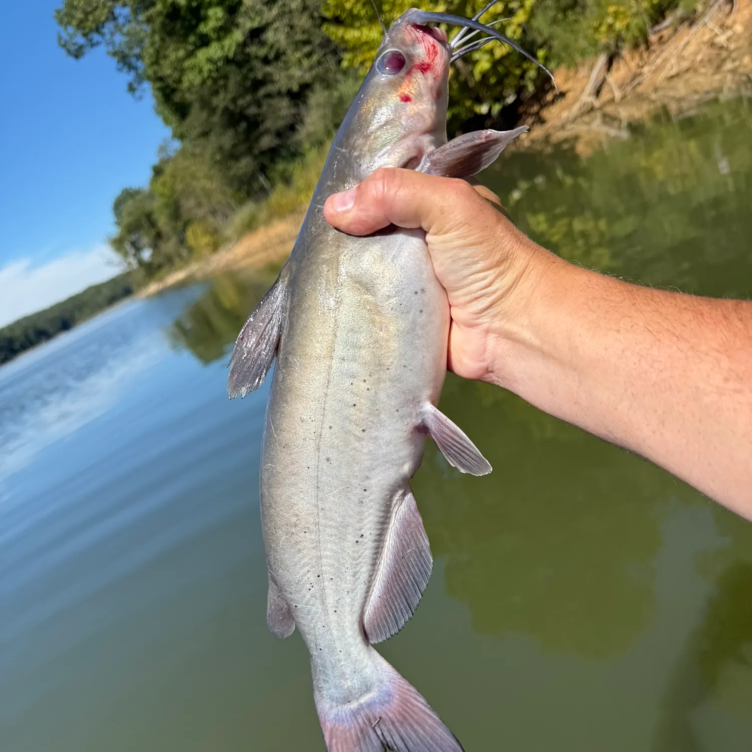 Channel catfish caught on Fishbrain