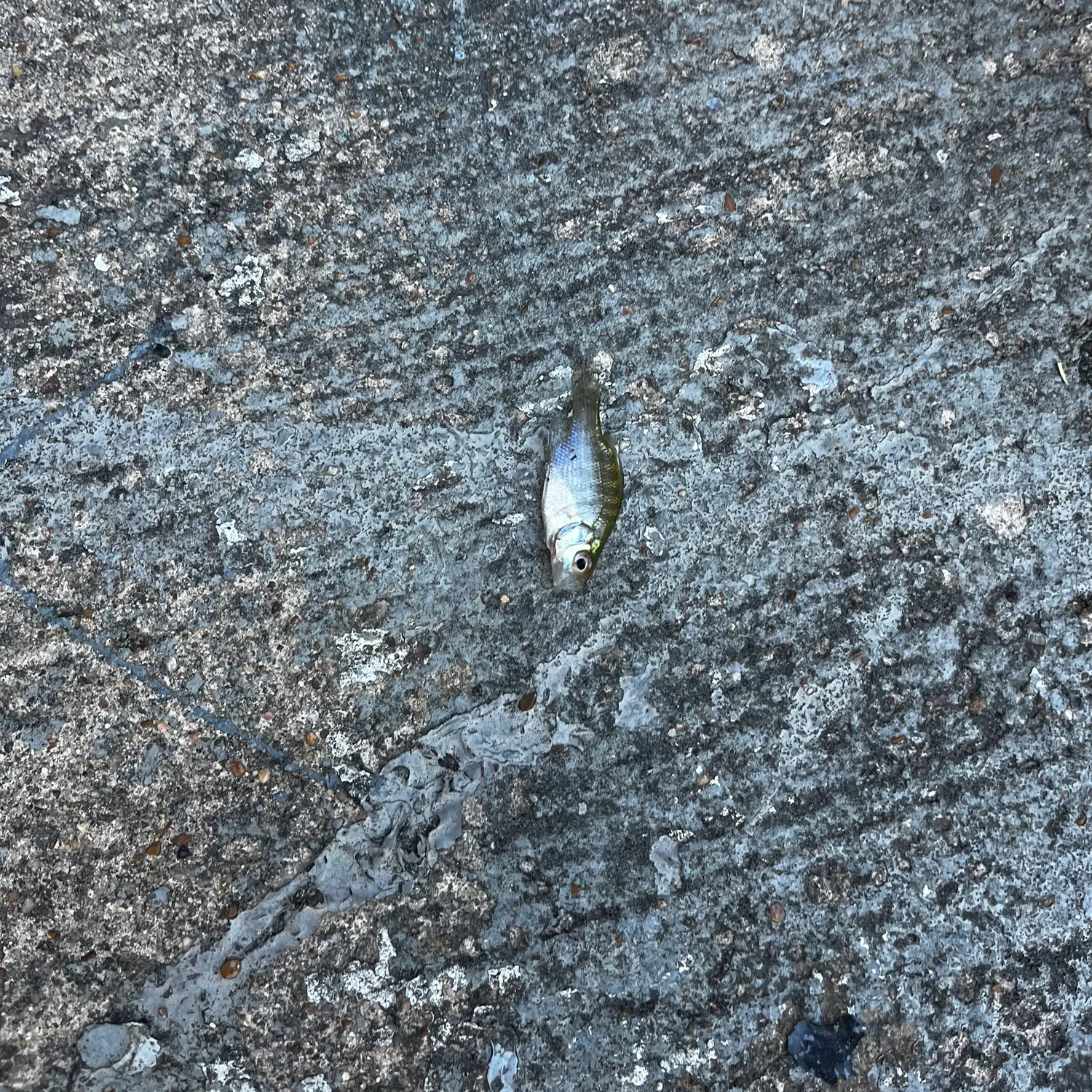 The most recent Alligator gar catches on Fishbrain