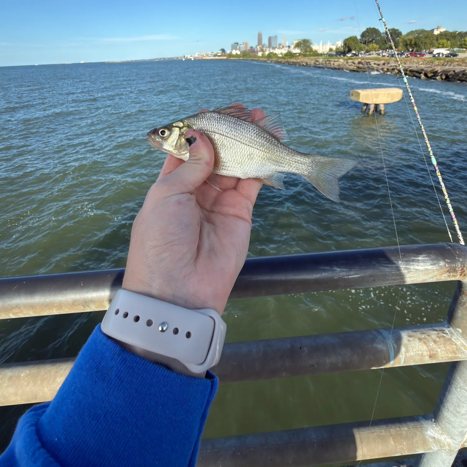 White perch caught on Fishbrain