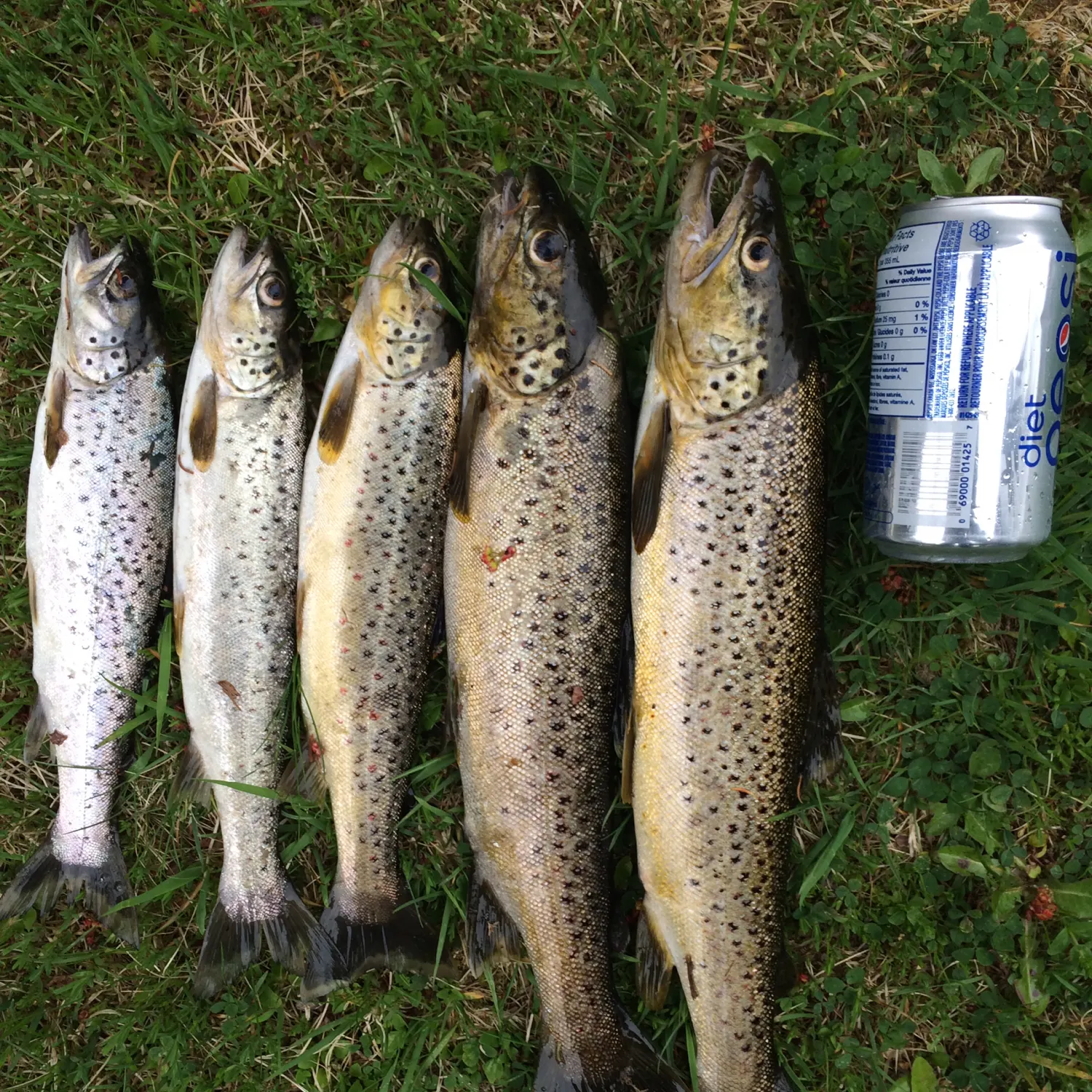 recently logged catches